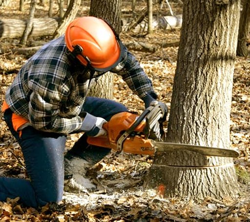 Tree Removal in Earp, CA